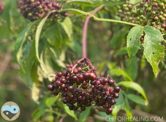 Elderberry Syrup